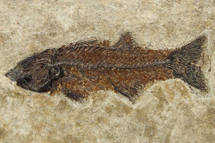 Uncommon Fish Fossil (Mioplosus) - Wyoming #275199